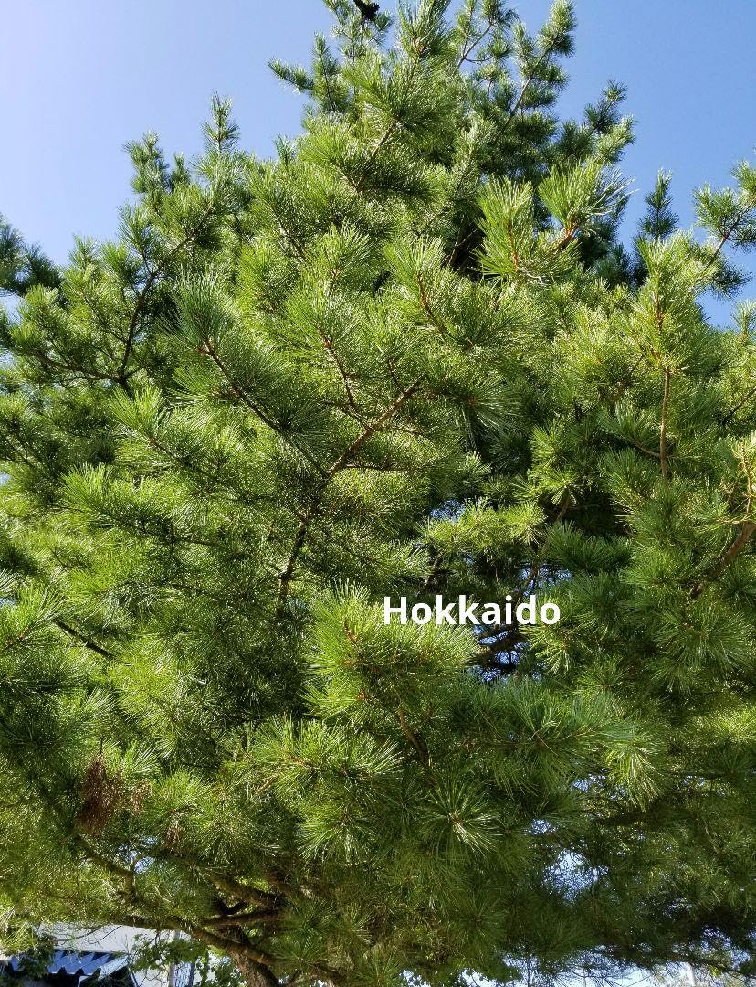 Amazon.co.jp: 希少種 五葉松の種 人気種 : DIY・工具・ガーデン